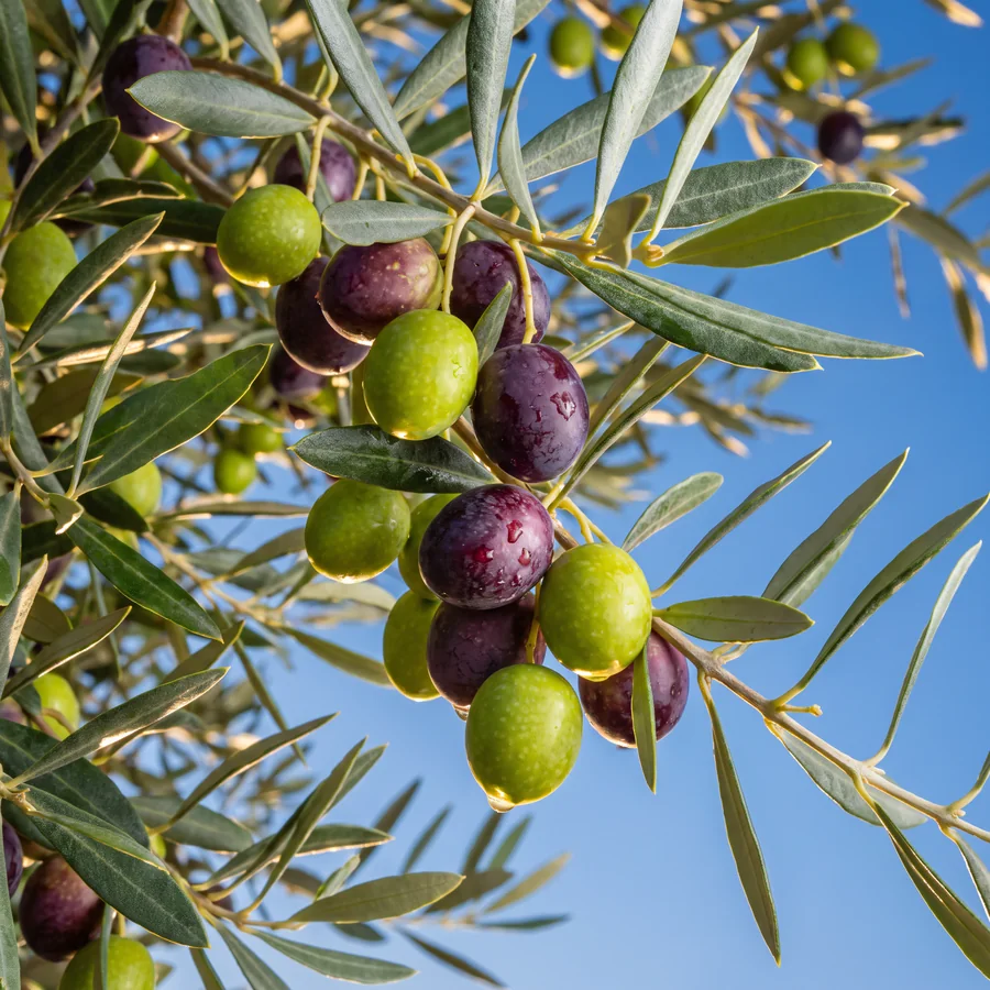 Ripening olives against the sky